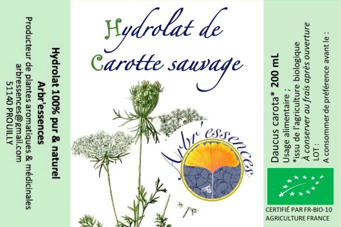 Hydrolat de carotte sauvage